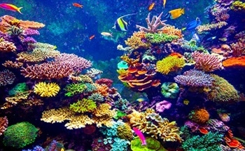 3D Printed Coral Reefs