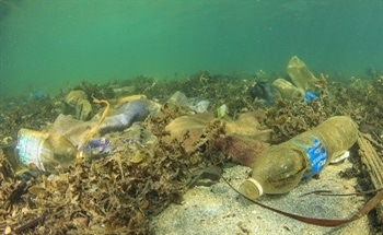 Using Graphene to Make Polluted Seawater Clean