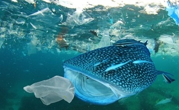 The Benefits of Using Post-Consumer Plastics