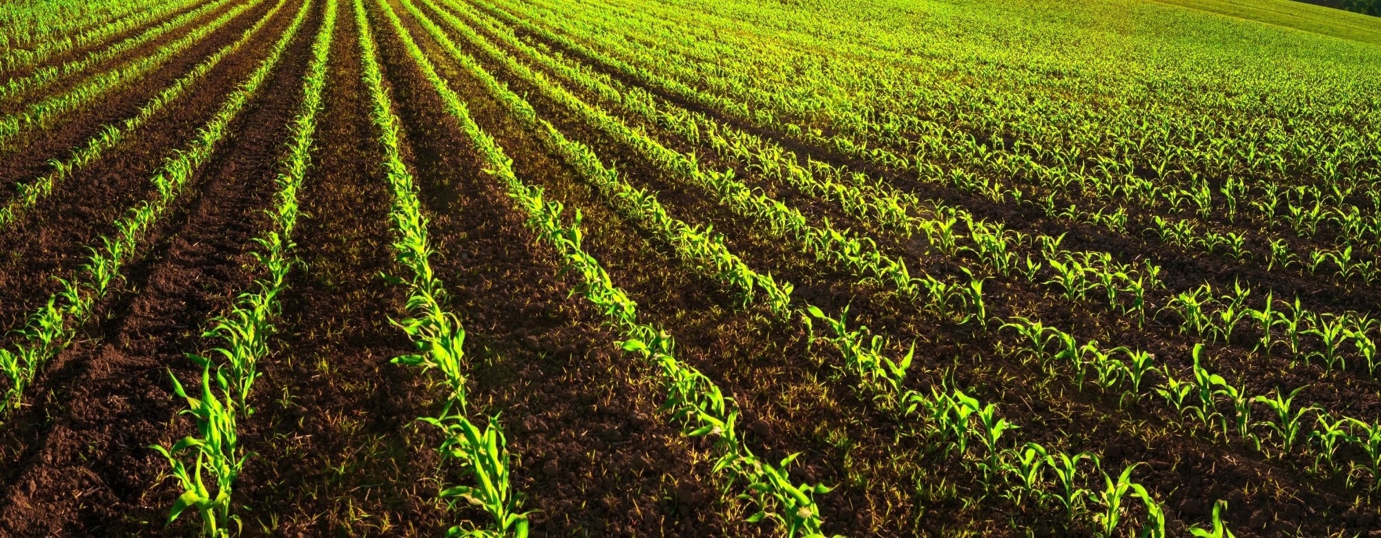 How Carbon Credit Incentives Are Making Sustainable Farming a Reality
