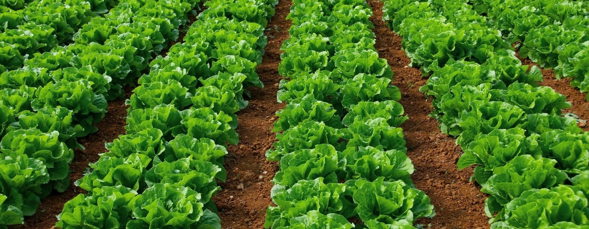 How are Hydrogels Used in Sustainable Agriculture?