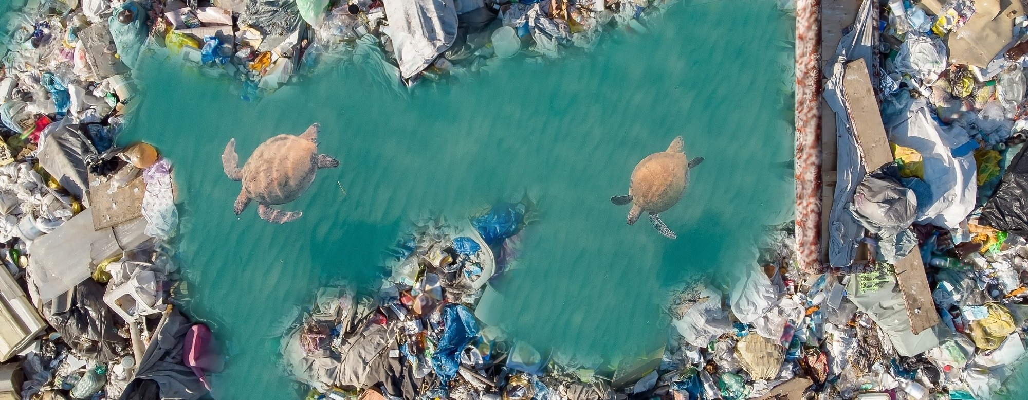 Plastics Dumped Today Will Pollute Oceans for 100 Years, New Model Warns