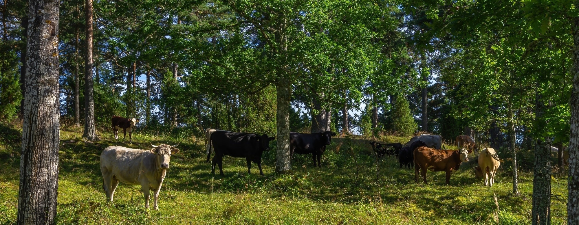 What is Silvopasture?