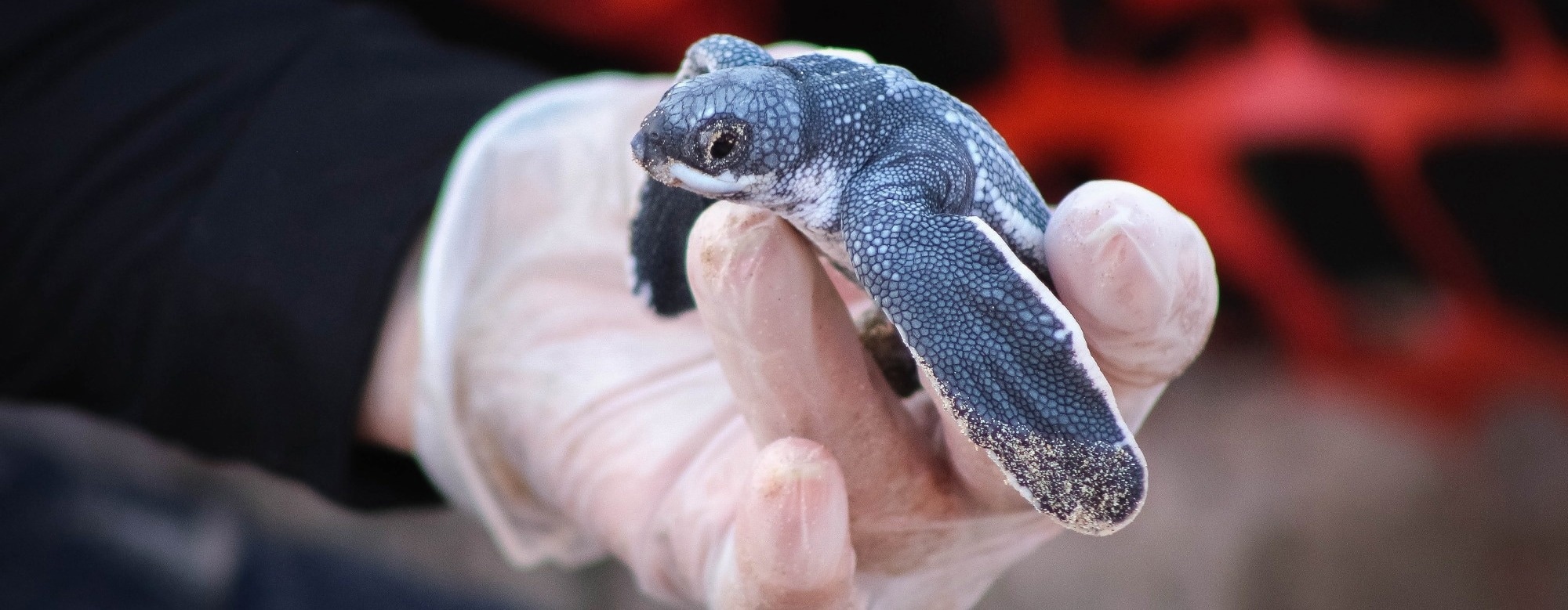 Just a Few Plastic Pieces Can Kill: New Study Reveals the Deadly Toll on Marine Wildlife