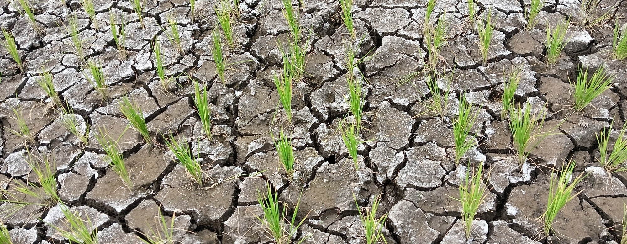 Study Finds High Impact Weather Disrupts China's Green Energy Systems