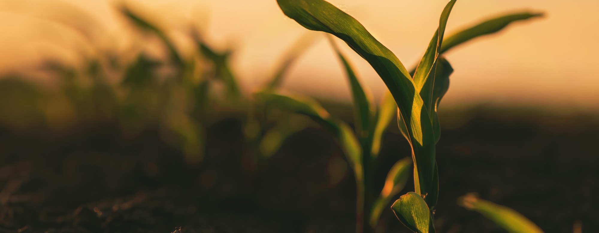 How Regenerative Agriculture Is Tackling Food Insecurity