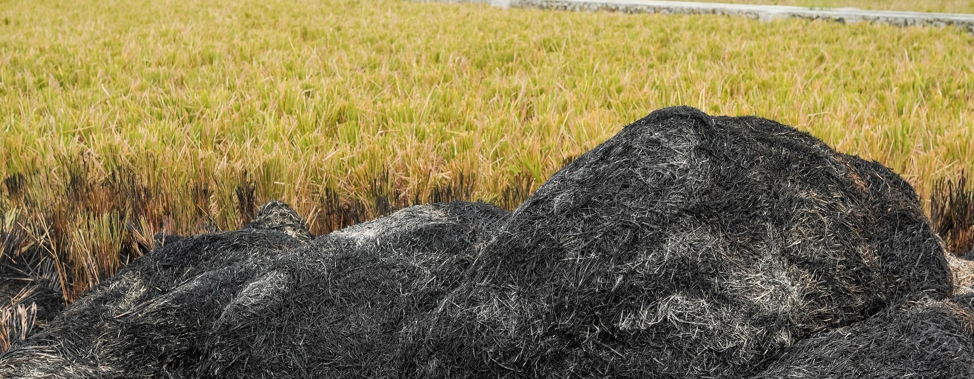 Can Biochar Help Anammox Wastewater Treatment Get Over Its Slow Start?