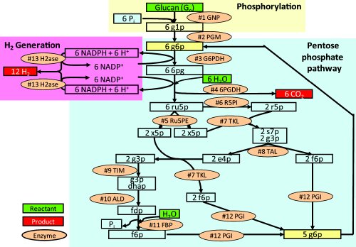 Non-natural synthetic enzymatic pathway for high-yield generation of hydrogen from carbohydrate.