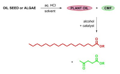 Process for the conversion of oil crops into a hybrid biodiesel. The mixture of plant oil and carbohydrate-derived CMF is co-esterified, giving rise to a fuel cocktail containing fatty acid ester (red) and levulinate ester (green).