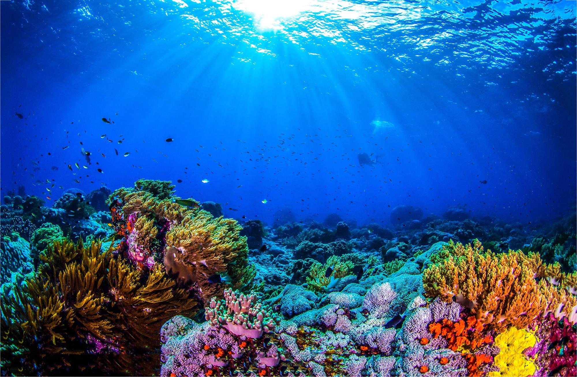 Underwater Loudspeakers are Making Fish Flock Back to Coral Reefs
