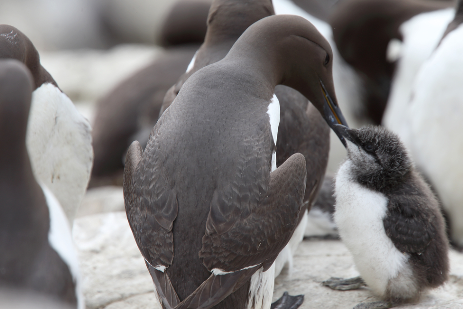 Study Suggests Marine Heatwave Killed One Million Seabirds During 2015 and 2016