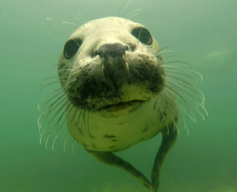 Grey Seals Discovered Clapping Underwater to Communicate