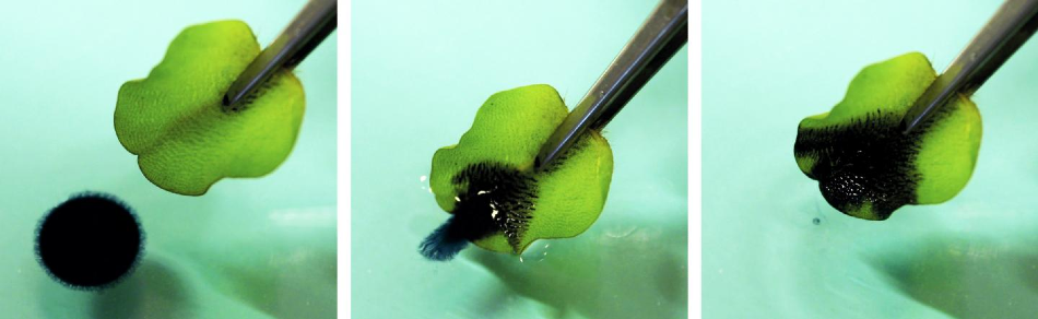 A drop of crude oil on a water surface is adsorbed within seconds by a leaf of the floating fern Salvinia and pulled from the water.