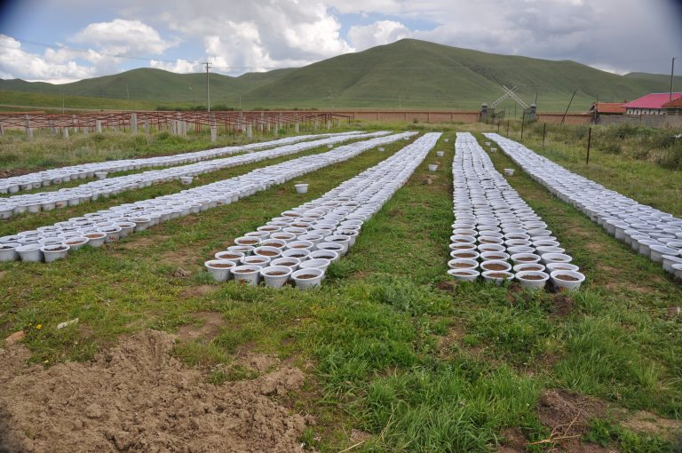 A soil seed bank germination experiment in the field consists of collected soil samples, which are spread on pots of sand. As seeds germinate, lead author Miaojun Ma counts and identifies the seedlings