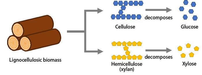 Structural components of Lignocellulosic biomass (which does not compete with global food supplies)