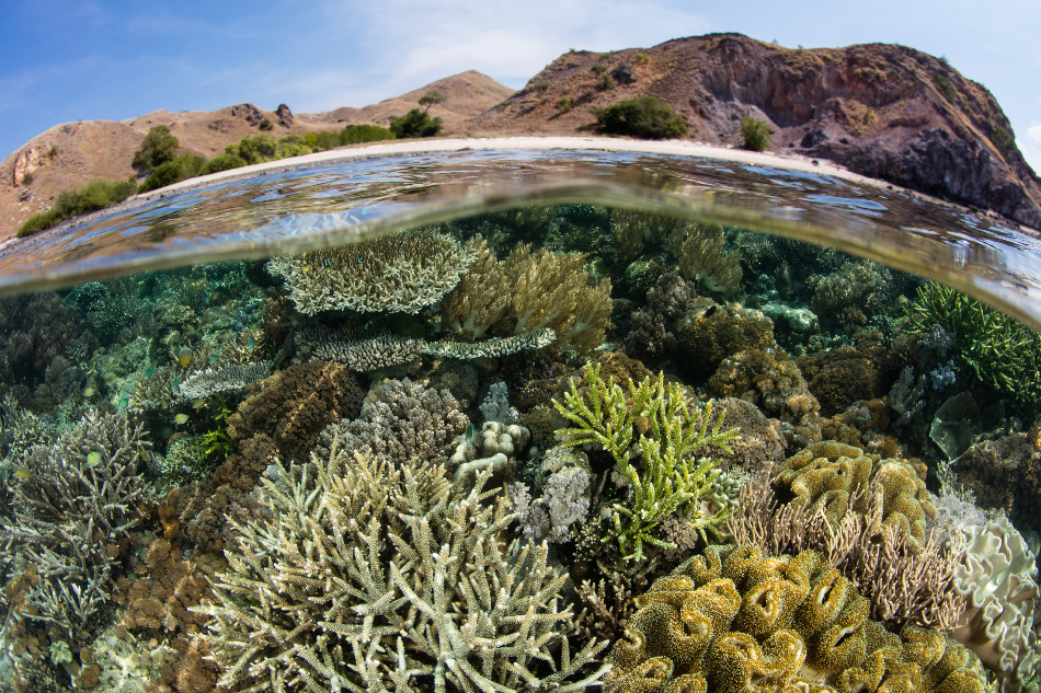 Biodiversity