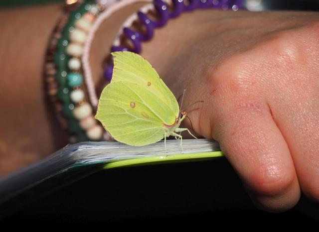 Butterfly Conservation Launches Plea to Public to Help Monitor Butterflies While Its Scientists are in Lockdown