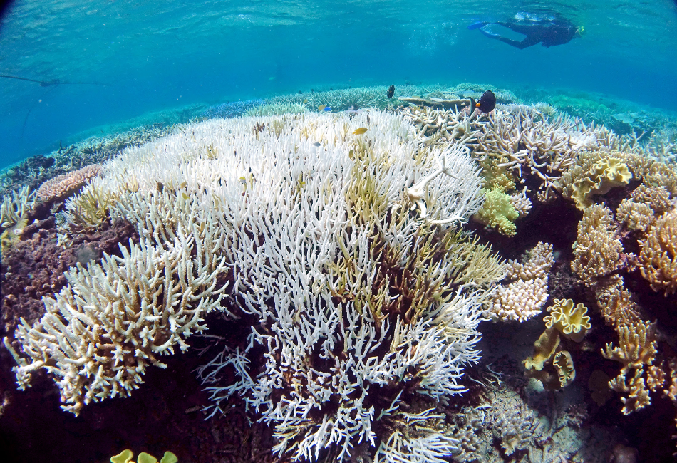Scientists Successfully Develop ‘Heat Resistant’ Coral to Fight Bleaching