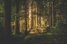 Study Analyzes Climate-Driven Abrupt Shifts in Vegetation