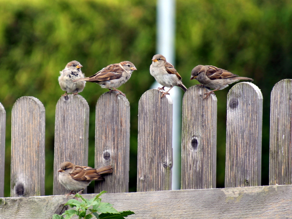 Earthwatch Launches a New Platform, Naturehood, to Protect Biodiversity in the North West
