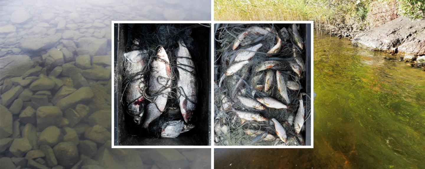 Increasing Temperature Increases Algal, Fish Biomass in Northern Finland Lakes