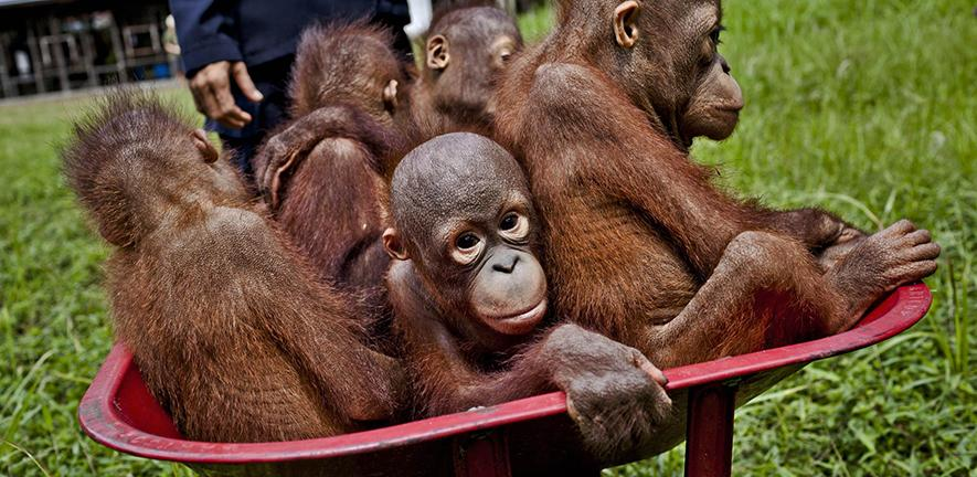 Climate Change Predicted to Worsen Habitat Loss for Various Species
