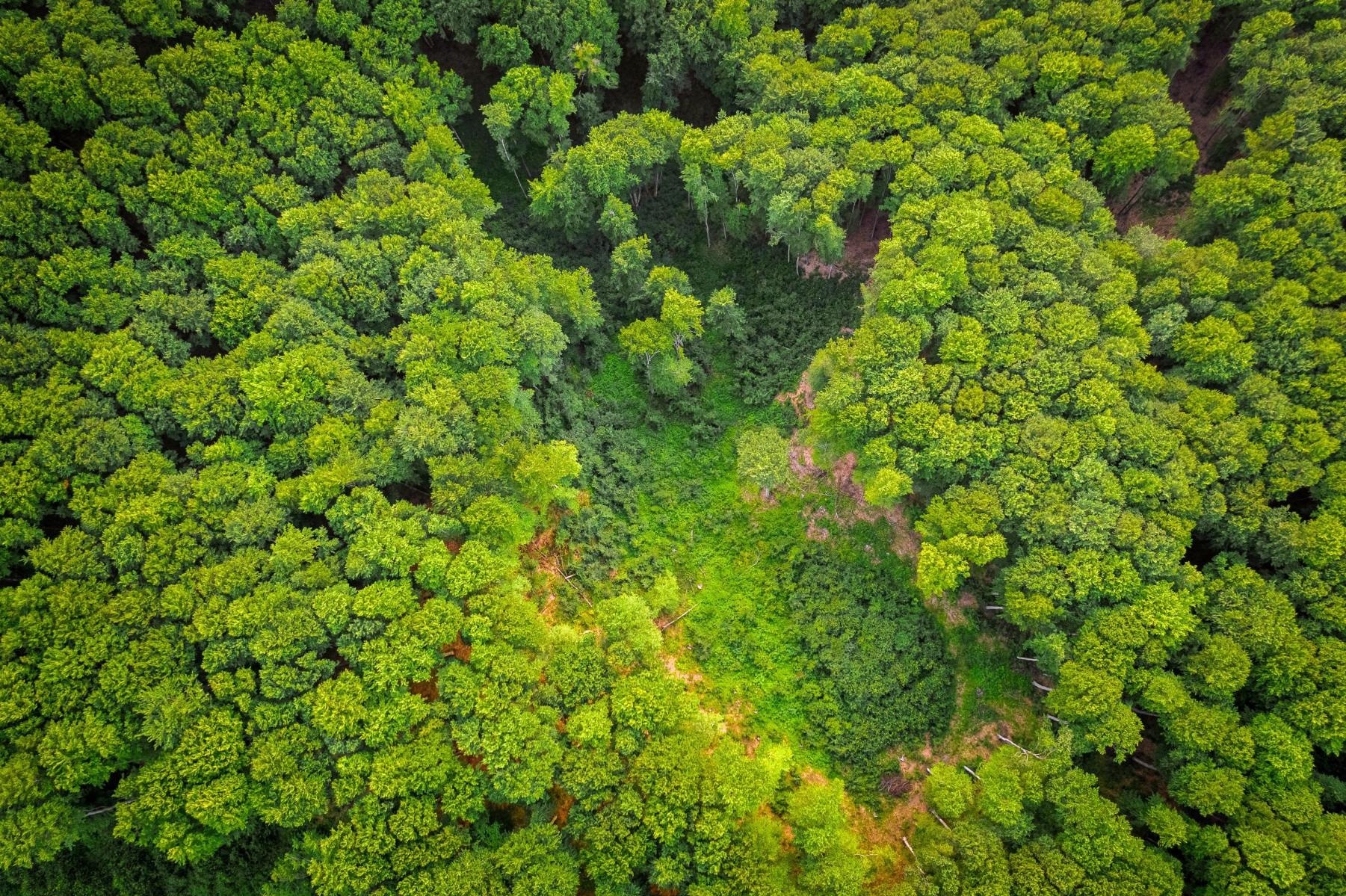 Planting and Protecting Trees can Help Mitigate Climate Change