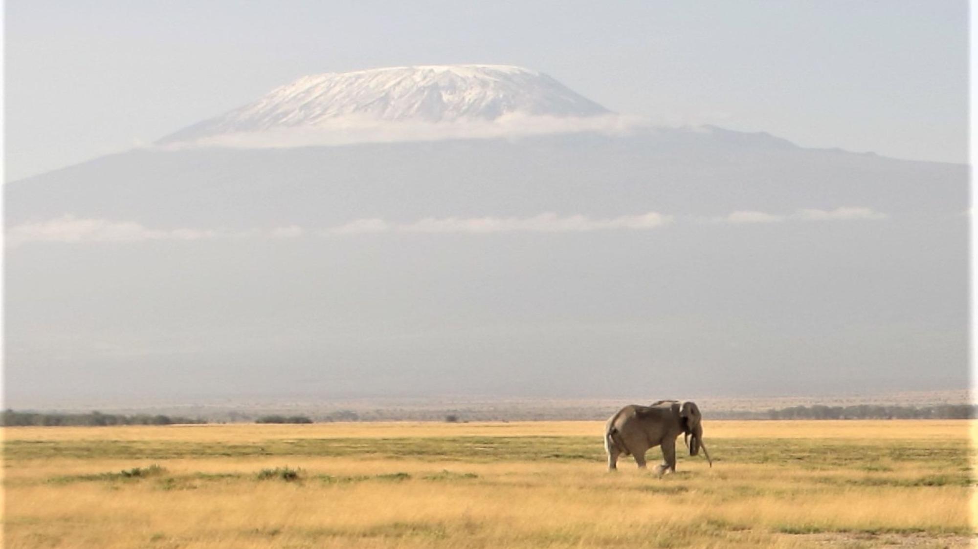 Amboseli National Park, Kenya: Due to climate change, glaciers on the Kilimanjaro are retreating. Plants and animals in the valleys below, however, are dependent on water from the glacier.