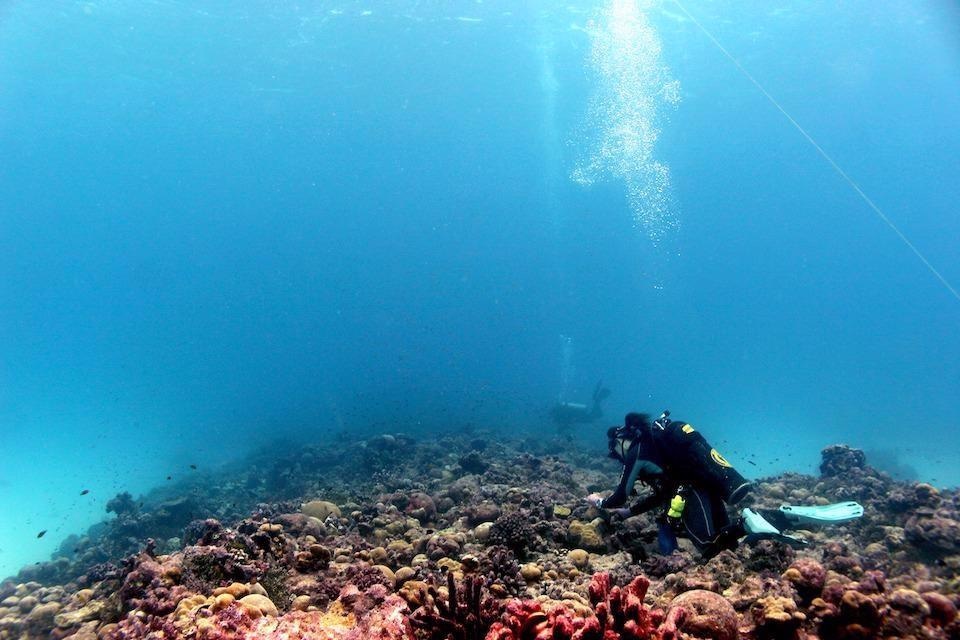 Coral Recovery Following Prolonged Heatwaves