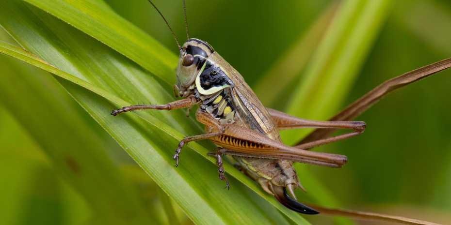 Roesel’s bush-cricket is one of the many grasshoppers that might migrate to higher elevations once the climate in lower elevations has become unsuitable.