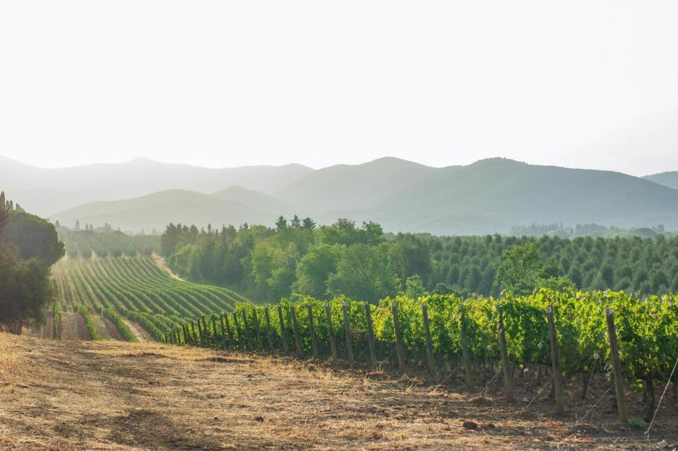 Wine grapes from regions that are more prone to stress have traits that could help them cope with climate change.