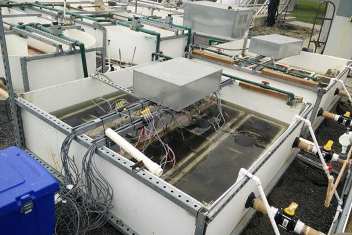 New Microbial Fuel Cell System Effectively Purifies Wastewater