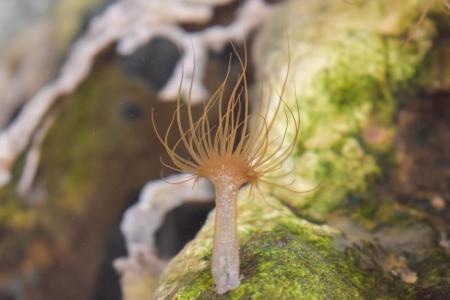 Aiptasia photograph.
