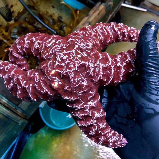 A healthy starfish is presented in Ian Hewson’s laboratory.