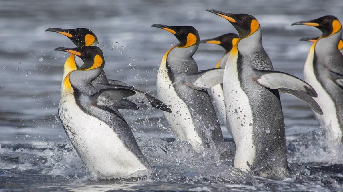 King penguins live on the edge of the Antarctic and thus react sensitively to environmental changes.