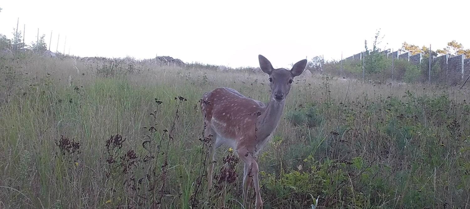 Human behaviors highly determine where wildlife may move and persist in a landscape, hence showing the importance of
