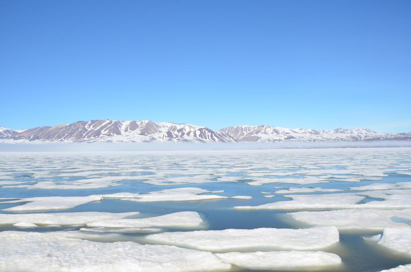 Future Ice Thinning in the Arctic Could Mean More Toxic Plankton Algae