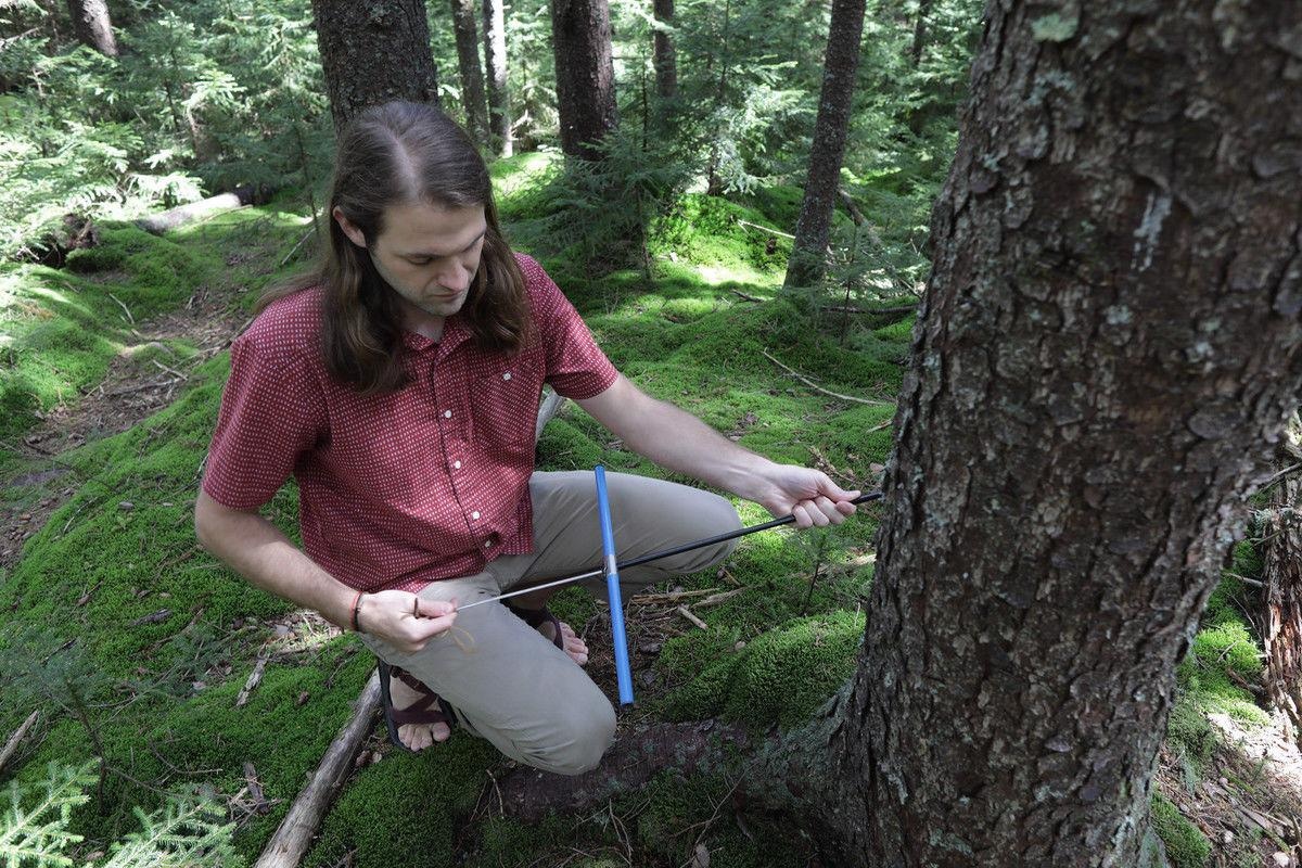 WVU alumnus Justin Mathias holds a tree increment borer to extract tree cores at Gaudineer Knob in West Virginia. Mathias and Richard Thomas, professor of forest ecology and climate change, found that trees are taking in more carbon dioxide than previously thought in a new study.