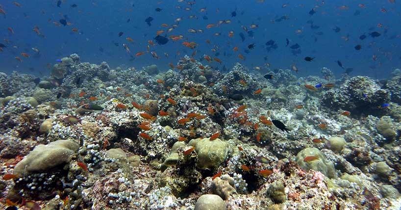 Plankton-feeding fishes often dominate the fish assemblage on oceanic coral reefs.