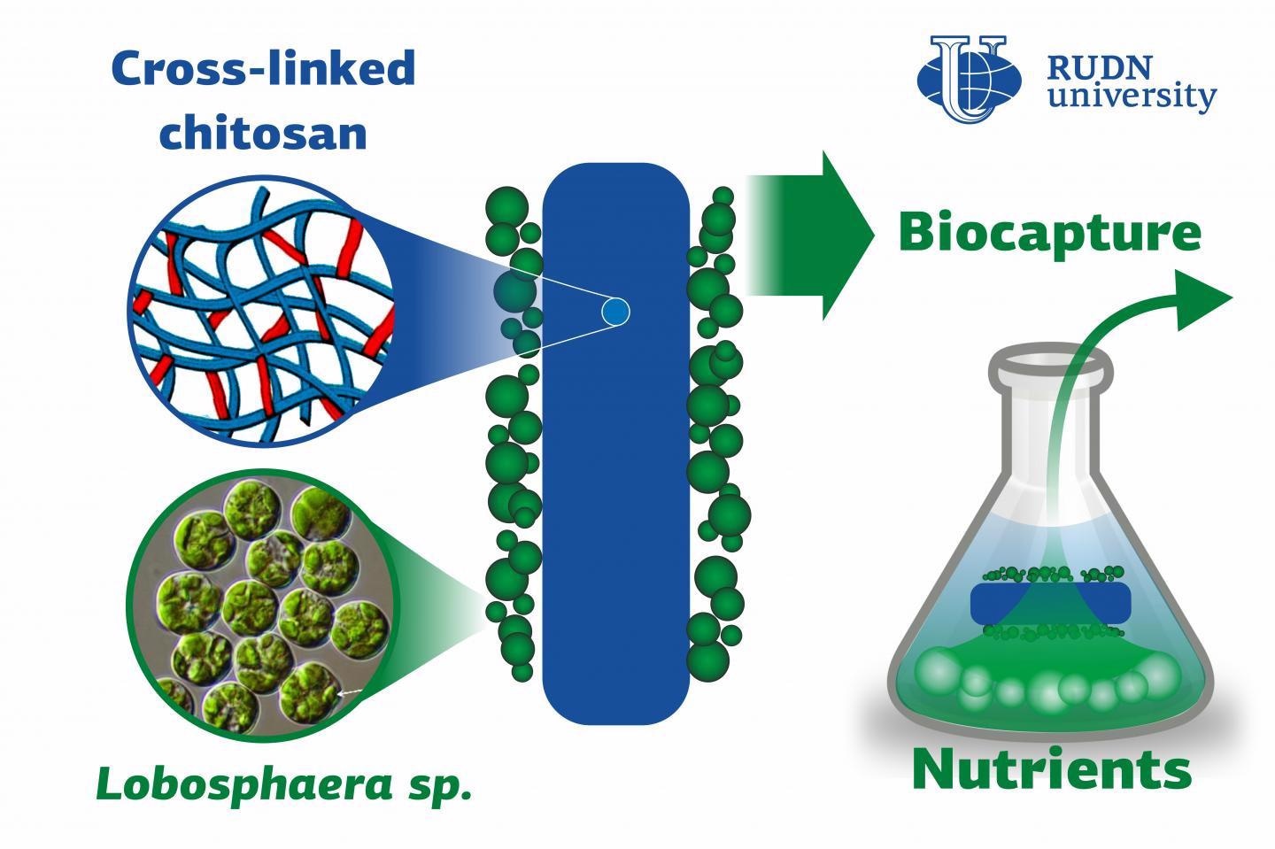 Novel Technology for Biocapture of Phosphates and Nitrates from Wastewater