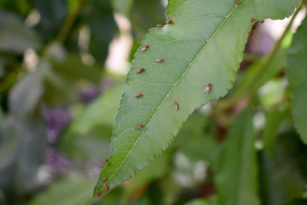 Quick Evolutionary Change Could Help Species Deal with Stressful Climate