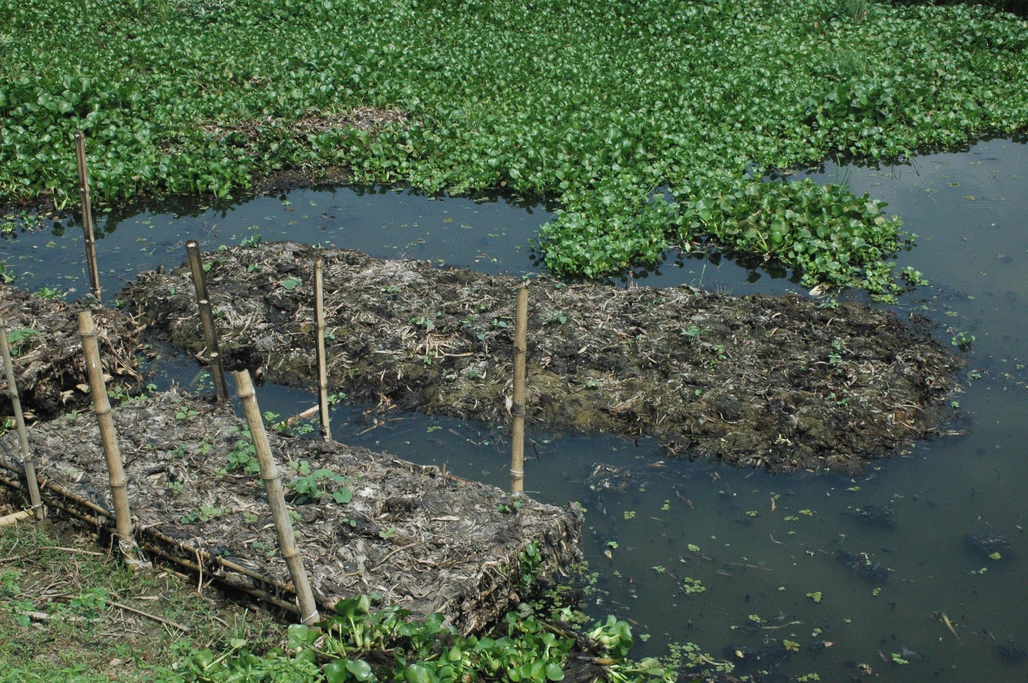 The floating gardens of Bangladesh could offer a roadmap for sustainable agriculture as the climate changes, a new study shows.