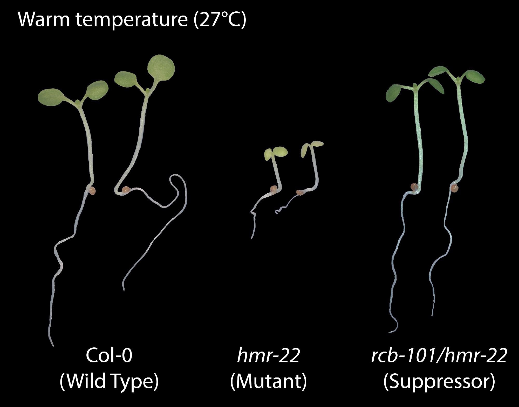 Drastic differences in mutant Arabidopsis seedlings grown at warm temperatures.