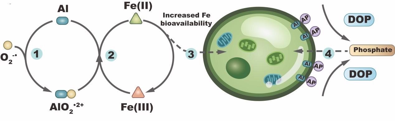 Adding Aluminum to Seawater Increases Net Carbon Fixation of Marine Diatoms