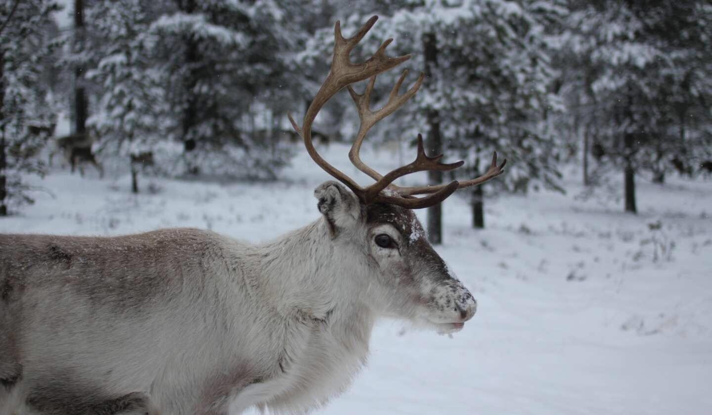 Widespread Land Mammals Could be Affected by Negative Impacts of Climate Change