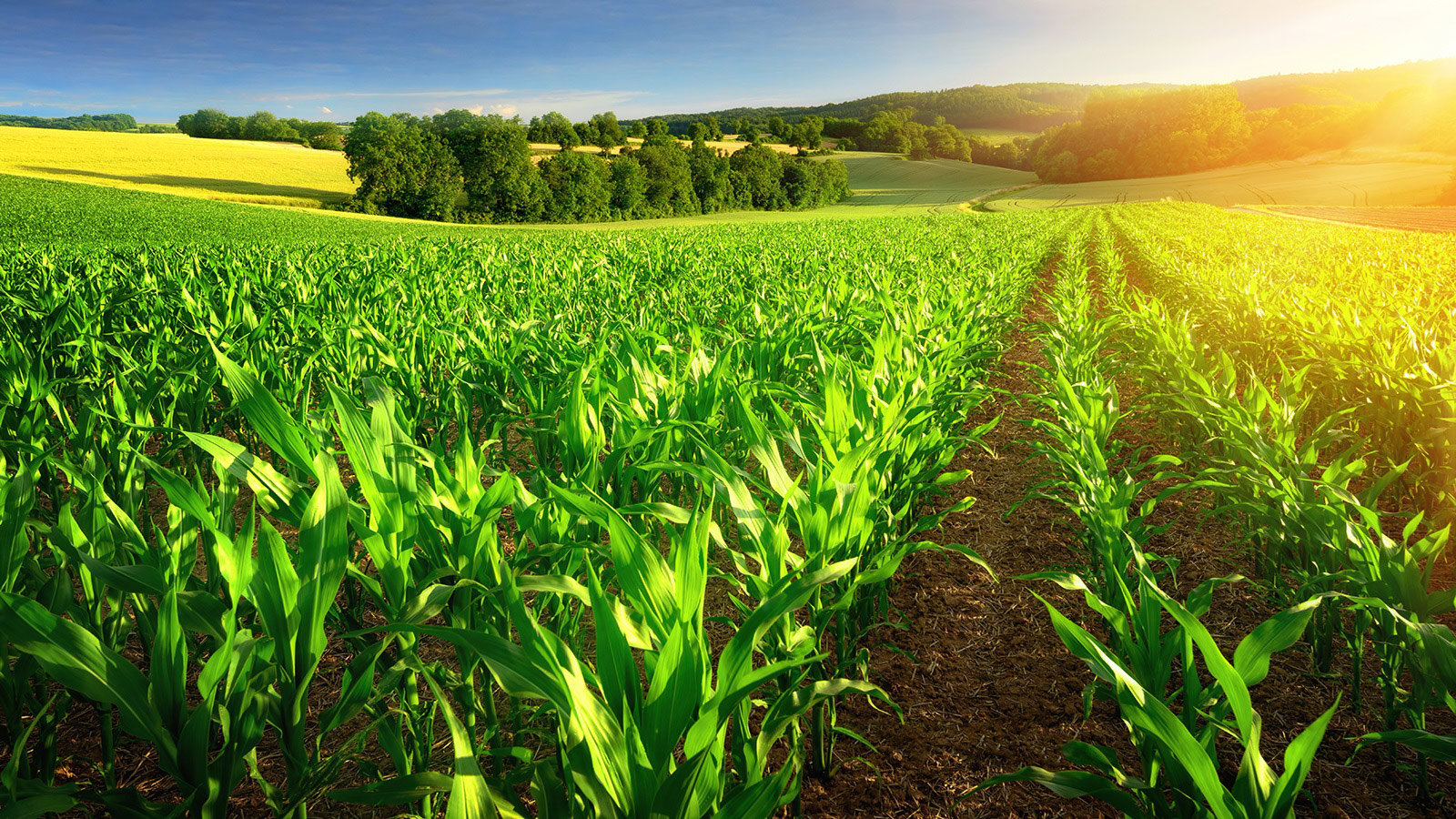 Study Reveals Corn Ethanol Use Reduces Carbon Footprint, Diminishes Greenhouse Gases
