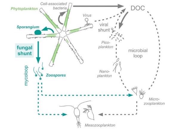 Study Highlights the Key Role of Fungal Infections in Global Warming