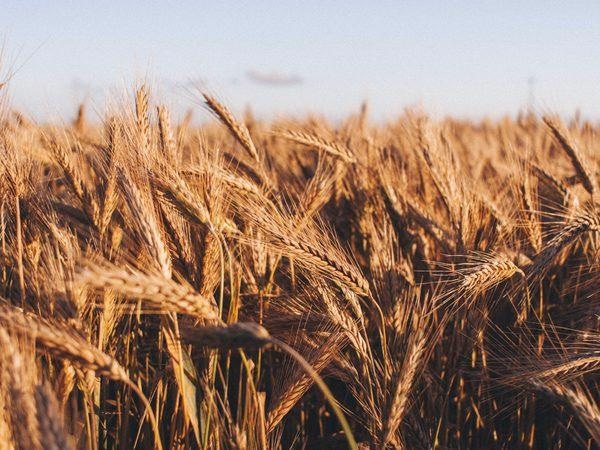 Effective Adaptation can Counter the Effect of Climate Change on Crop Yield.