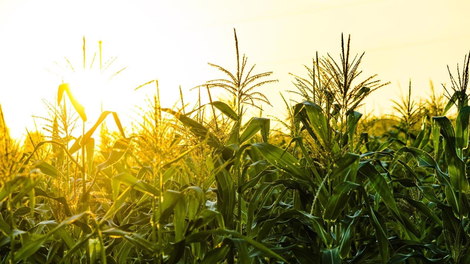 Innovation in Technologies and Agriculture Practices can Control Greenhouse Gas Emissions.