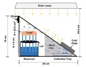 Researchers Develop a Synthetic Tree to Enhance Solar Steam Generation